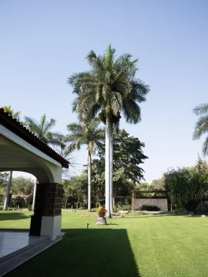 Palmeras con terraza